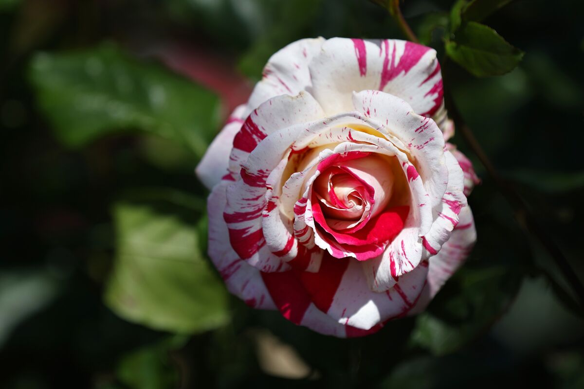 SAN DIEGO, CA - MAY 2, 2022: A Neil Diamond rose blooms in the Inez Grant Parker Memorial Rose Garden in Balboa Park on Monday, May 2, 2002. (K.C. Alfred / The San Diego Union-Tribune)