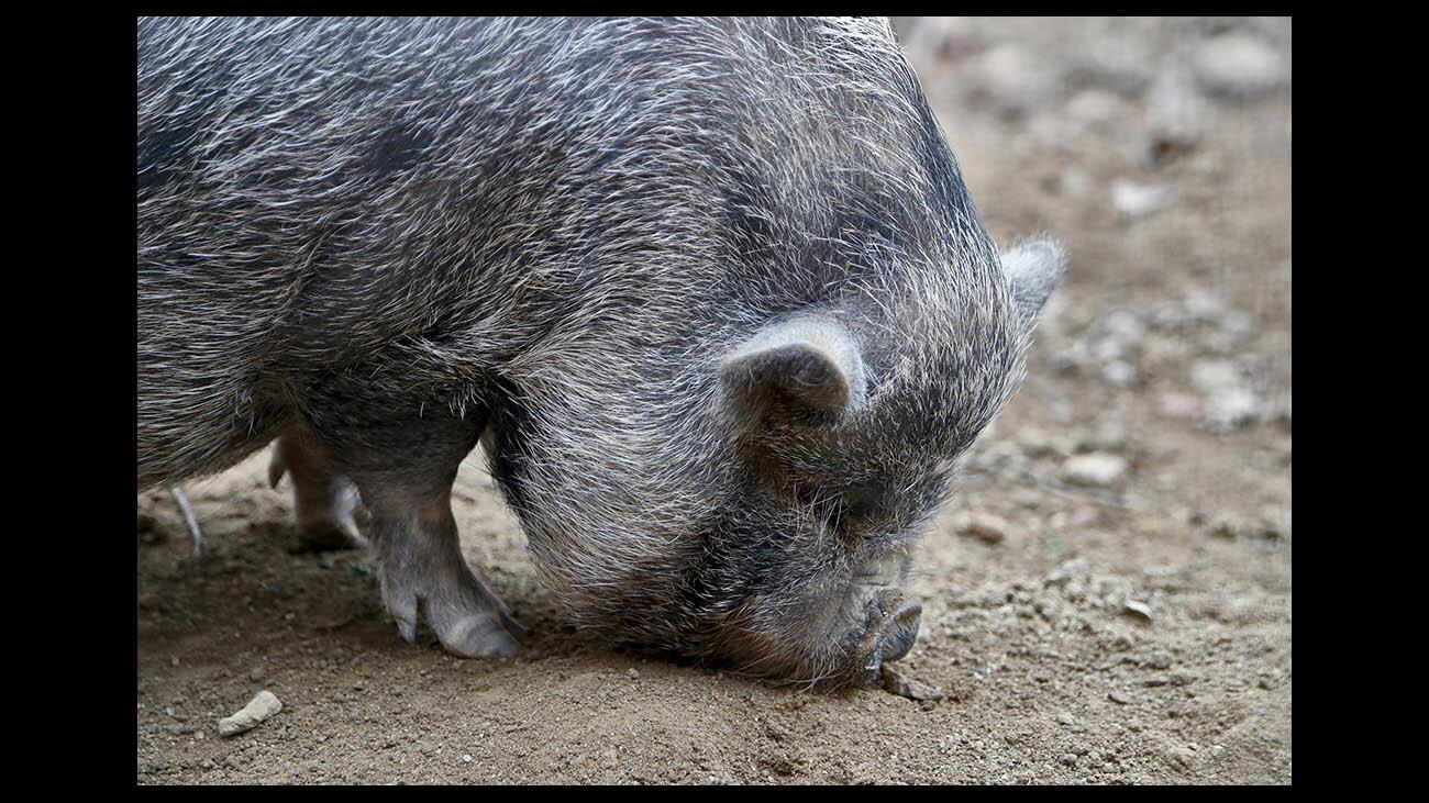 Photo Gallery: L.A. Zoo celebrates Lunar Year of the Pig with various hogs from around the world