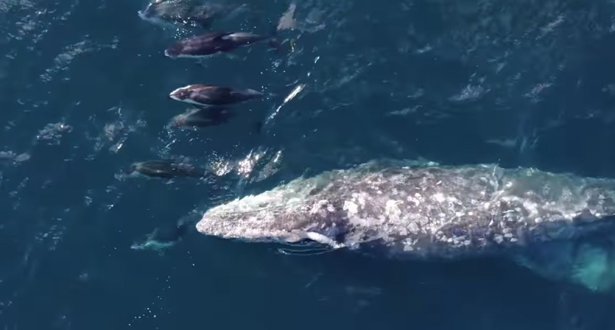 Whale-watchers were treated to a special sight on Christmas Eve: a trio of gray whales frolicking with a pod of dolphins and a group of sea lions.