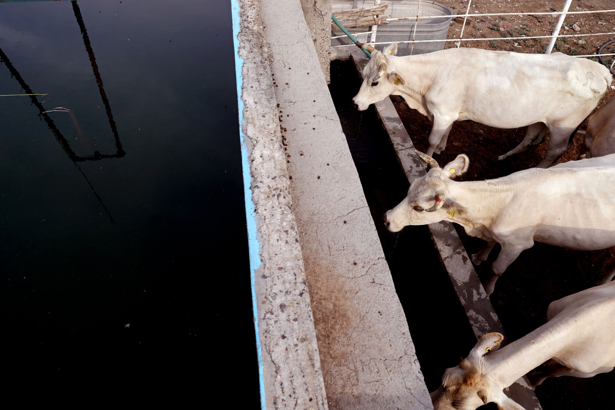  Healthy livestock drink water from a trough at Rancho La Ventana.