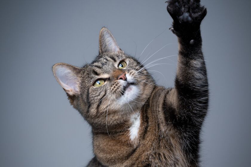 studio shot of a playing tabby shorthair cat raising paw on gray background with copy space