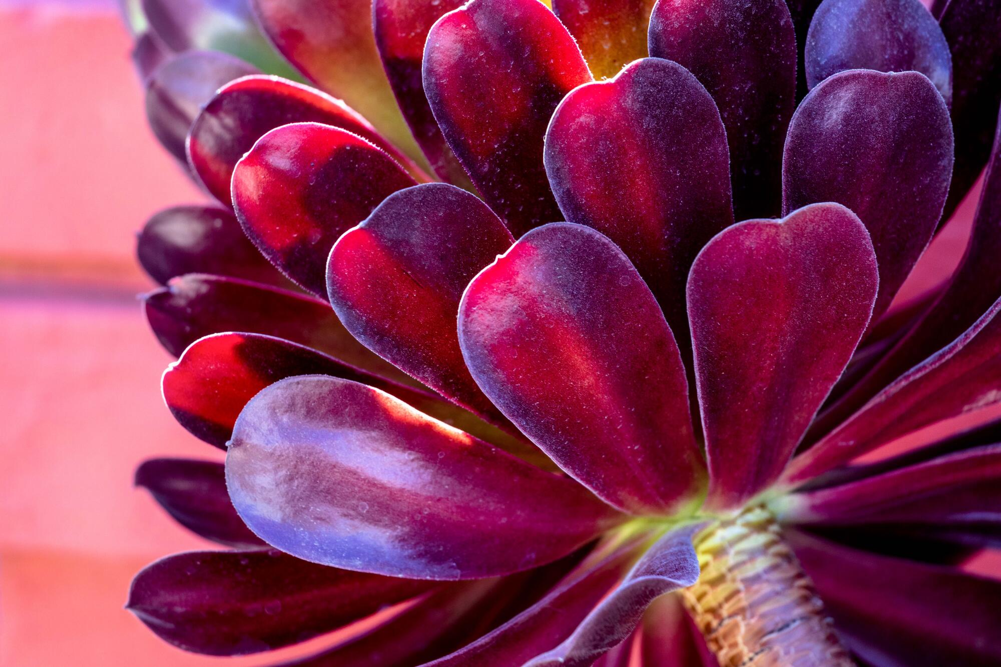 A purple succulent up close