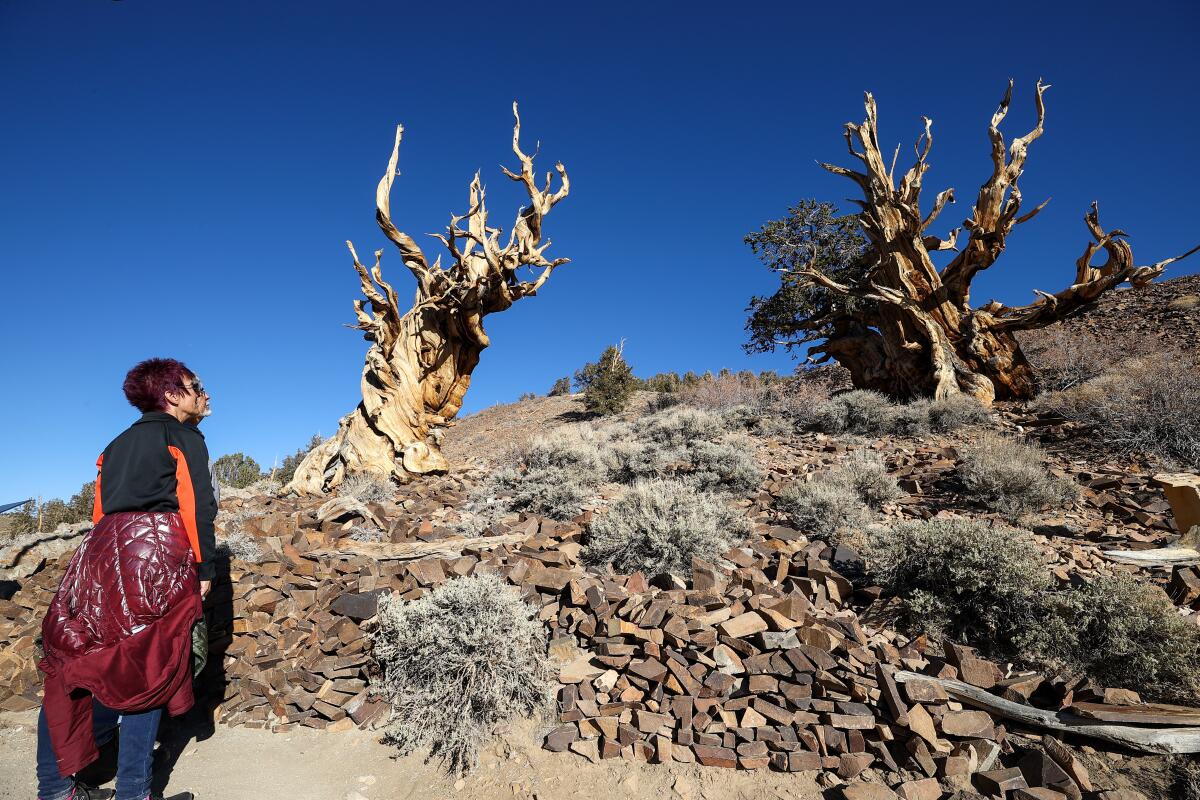 A visitor looks at bristlecone pine trees.