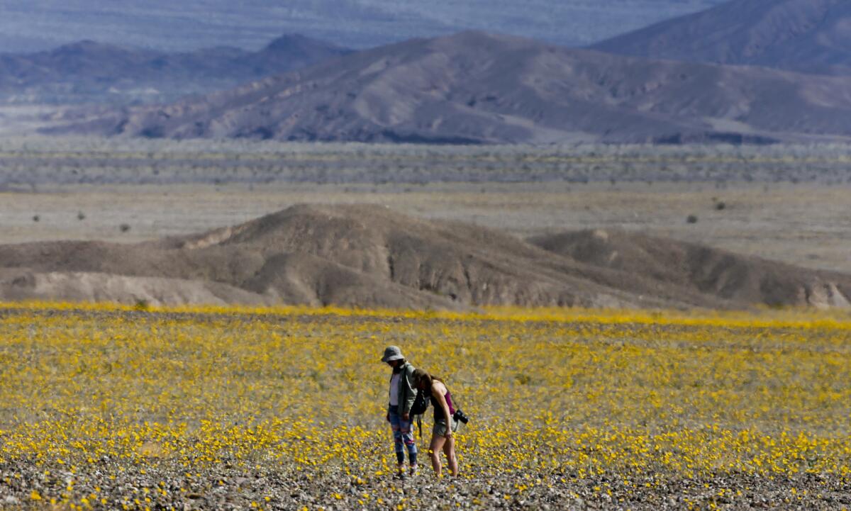 Desert sunflowers are abundant this year at Death Valley National Park, where the super bloom is drawing tourists from all over the world.