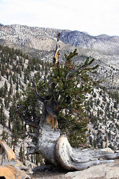 Ancient trees