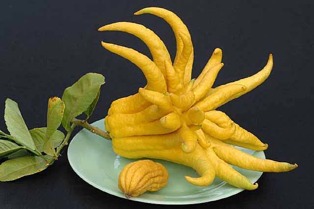 picture of buddha fruit｜TikTok Search