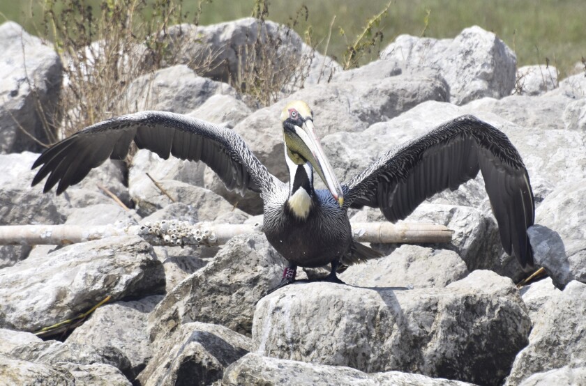 This March 2021 photo provided by the Louisiana Department of Wildlife and Fisheries shows a brown pelican with a red band marked “33Z” on Louisiana's Queen Bess Island. The pelican, rescued from the 2010 oil spill, cleaned of oil and released in Georgia, has returned 700 miles (1,126 kilometers) to the island restored for pelicans and other seabirds. (Casey Wright/LDWF via AP)