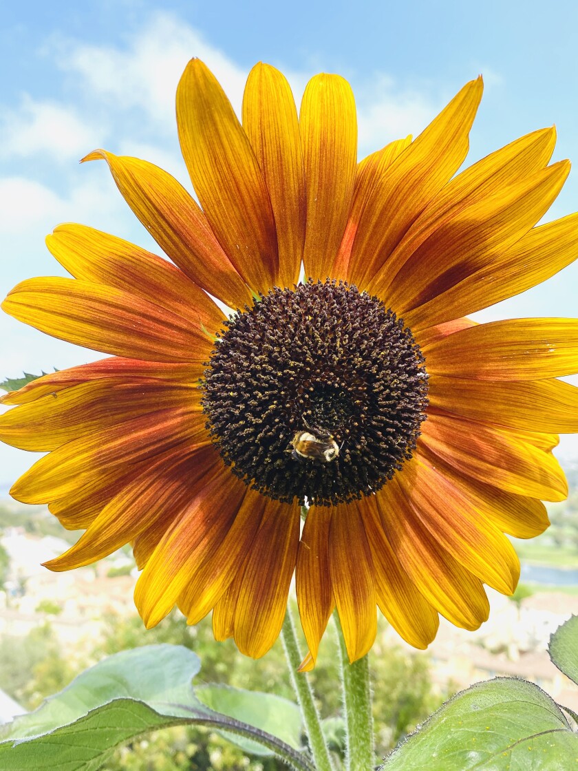 A pollinator visits a sunflower that has heavy, sticky pollen.