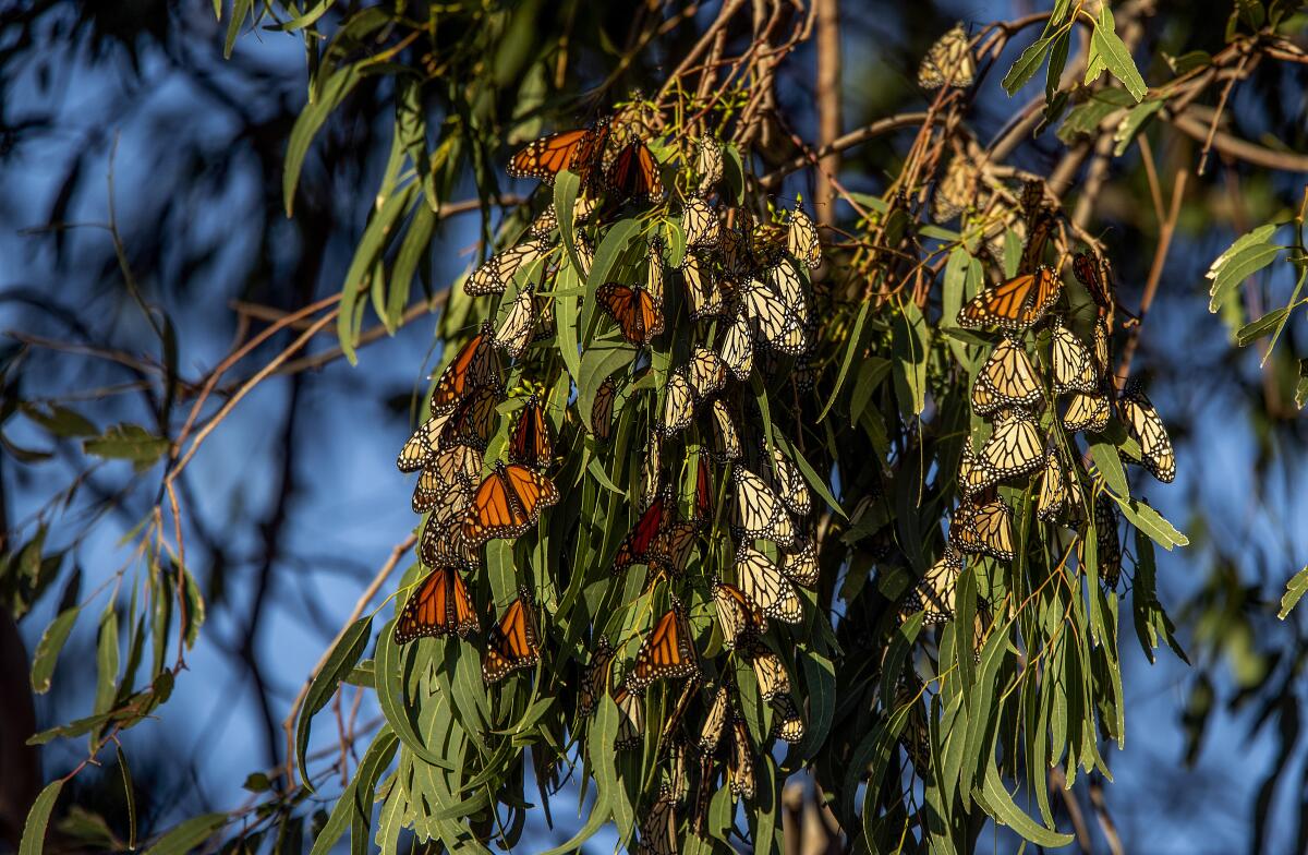 Black-veined orange and beige monarch butterflies cluster together on the branches of a eucalyptus tree in Malibu. 