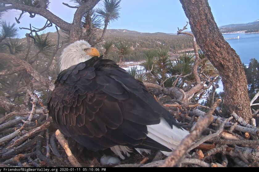 The photo, taken from the streaming eagle webcam, shows two eggs in the nest above Big Bear Lake.