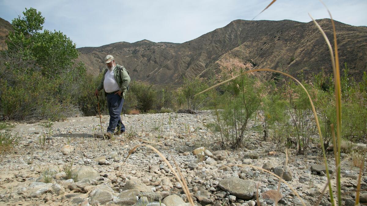 Sam Sweet, UC Santa Barbara ecologist and an expert on the arroyo toad, looks to see how the population in Agua Blanca creek in Piru Canyon Wash has survived the drought.