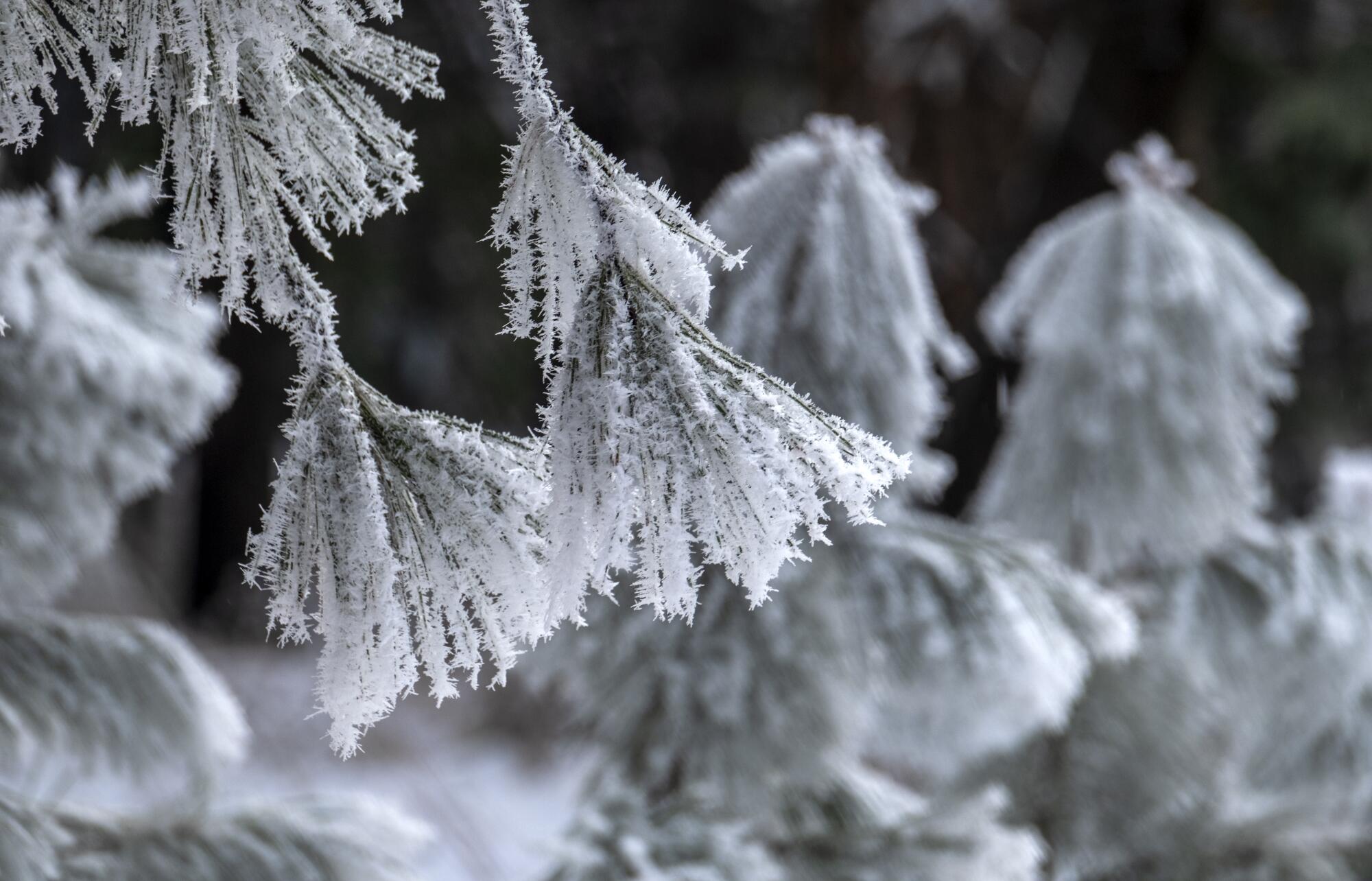 Delicate ice crystals cling to a tree's needles.