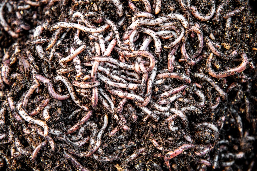 Worms wiggling in a worm tray