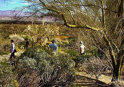 Plants in the desert garden at Anza-Borrego's visitor center offer a preview of what can be found farther afield.