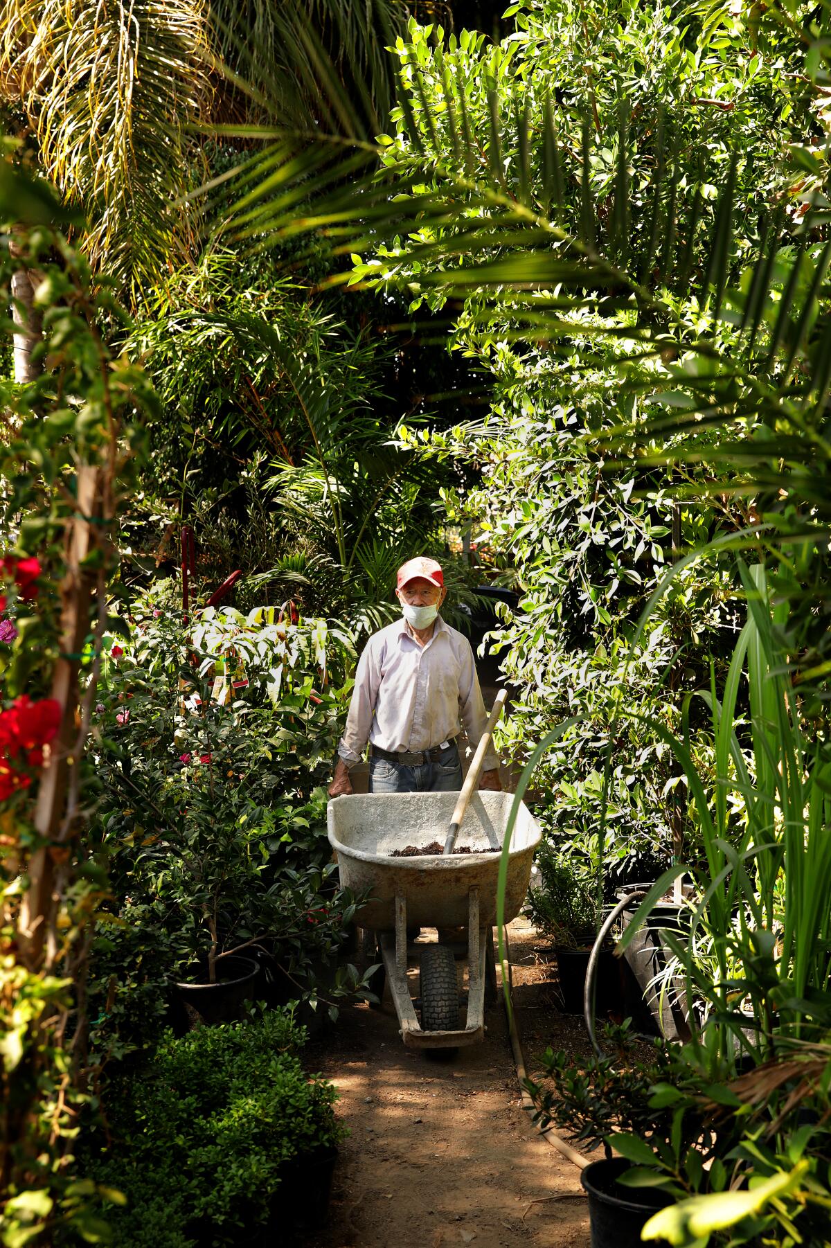 Cenaido Hernandez, 79, pushes a wheelbarrow through the lush growth at Avalon Nursery, known as "the jungle."