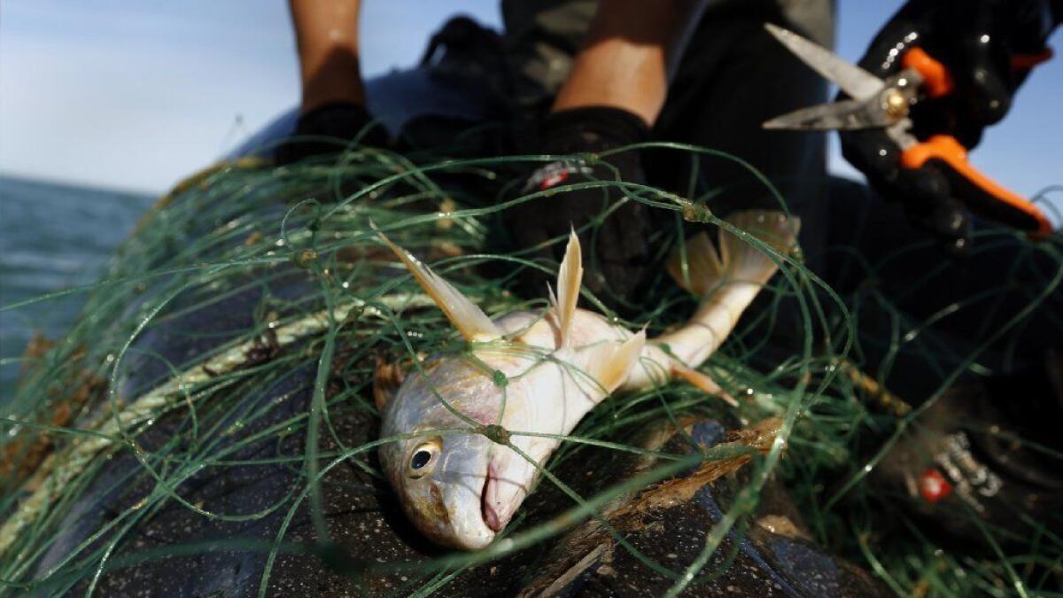 Hope for the Vaquita: Mexico bans gill-nets permanently — Porpoise