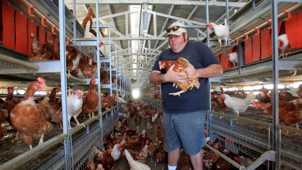 Frank Hilliker holds one of his 8,000 brown Leghorn and white Leghorn chickens in a cage-free barn at Hilliker's Ranch Fresh Eggs in Lakeview.
