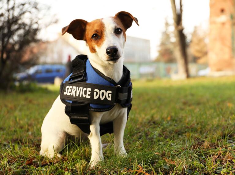 Service Animal Rights and Laws: Legal Protections, Housing, and Public ...