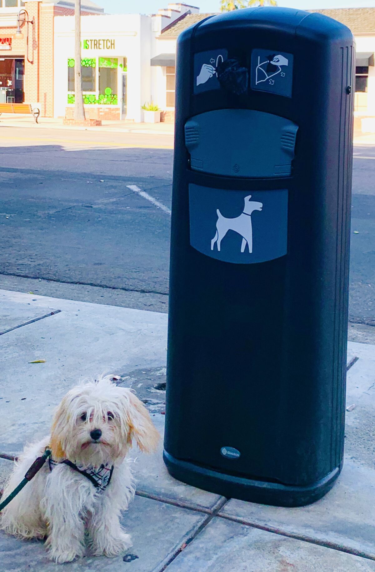 Enhance La Jolla President Ed Witt's dog Emma visits a newly installed dog waste station in The Village.