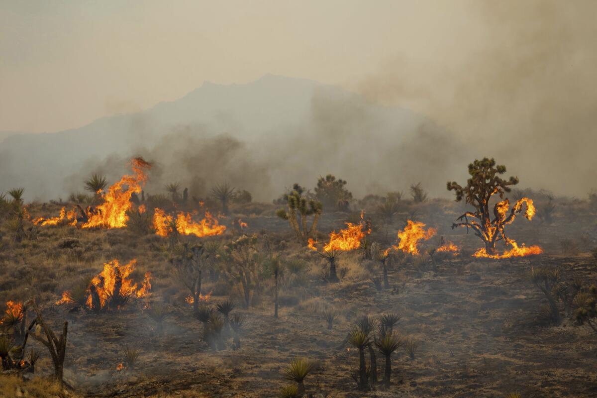 Joshua trees burn in a fire.