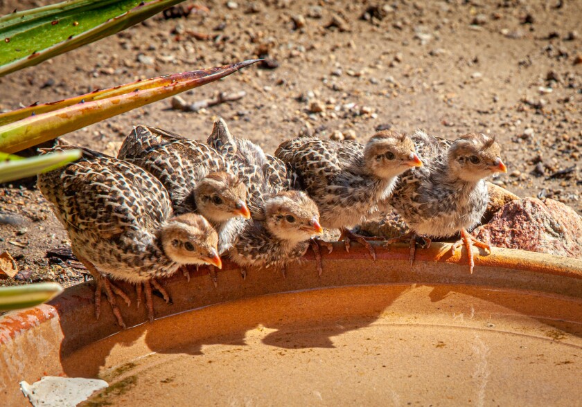 Baby quail are some of the many visitors on Mt. Hoo.
