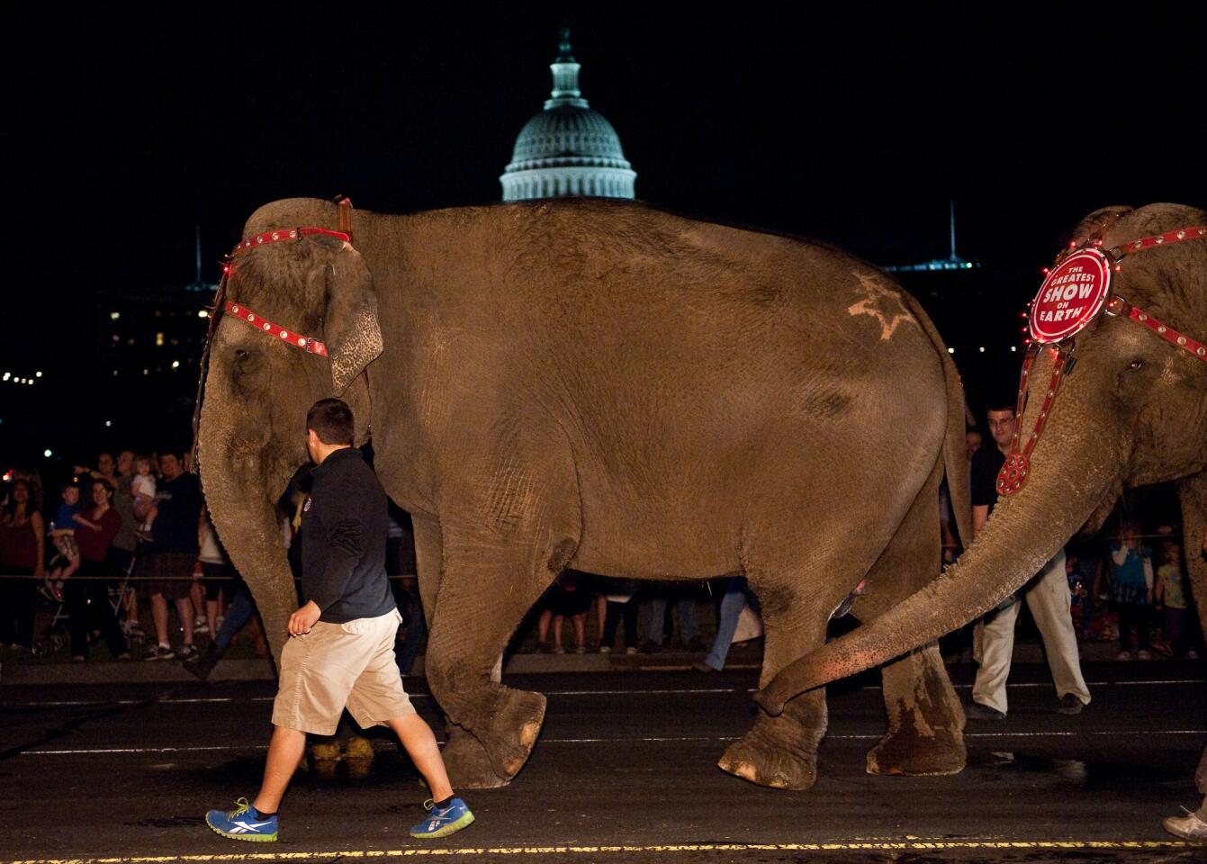 Elephants are led by handlers past the US Capitol on March 13, 2012 during the annual Pachyderm Parade to celebrate the arrival of Ringling Bros. and Barnum & Bailey Circus to Washington.