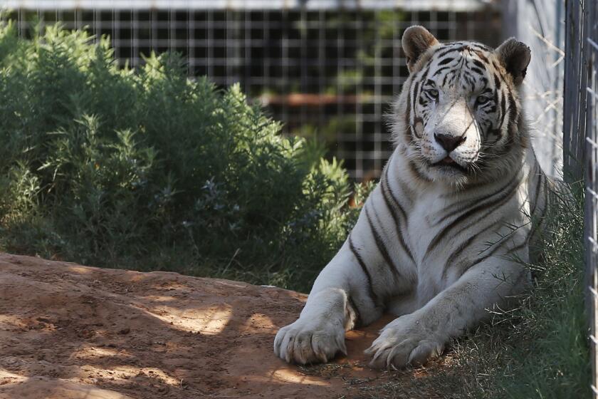 ARCHIVO - En esta fotografía de archivo del miércoles 28 de agosto de 2013 puede verse a uno de los tigres que en esa época vivían en el Greater Wynnewood Exotic Animal Park, en Wynnewood, Oklahoma. (AP Foto/Sue Ogrocki, archivo)