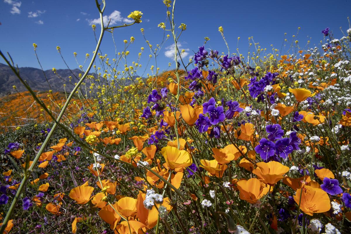 A view of the superbloom at the Lake Elsinore Poppy Fields in Walker Canyon in March 2019