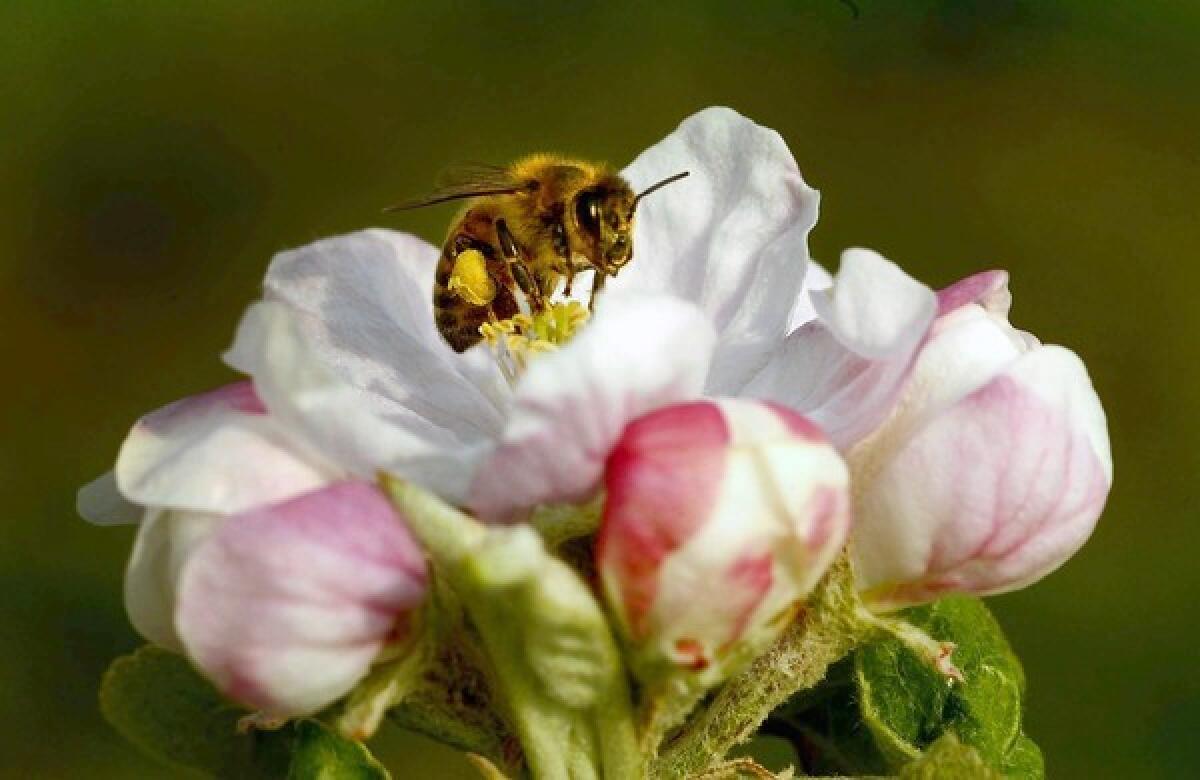 Hotels are adding on-site beehives to produce organic honey for a variety of uses, from spa treatments to cocktails.