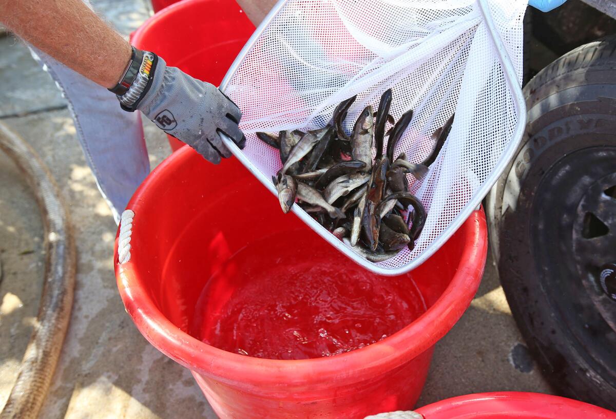 Mitchell Masuda, grow-out coordinator for the Hubbs-SeaWorld Research Institute, puts young white sea bass into a bucket to be taken to grow-out pens on a barge in Newport Harbor.