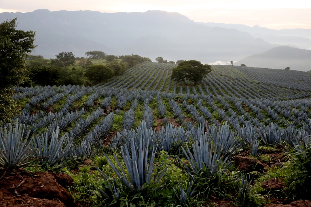 Blue agave fields with the Sierra Madre Occidental seen in the background in San Martin de las Canas, Jalisco. 