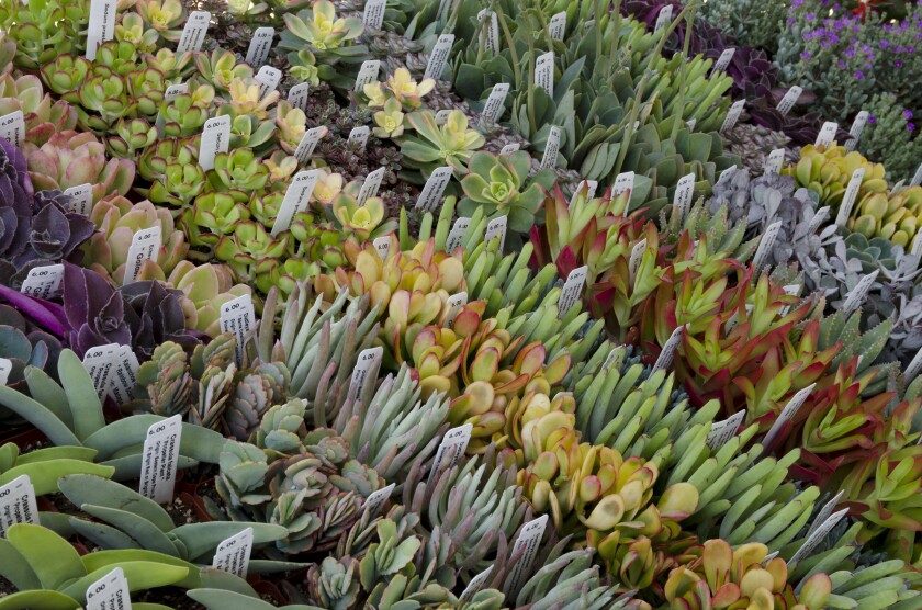 Succulents are popular items at many of this fall's plant sales, but look for California native plants, cool-weather vegetable starts, trees and shrubs as well, since fall is prime planting season in Southern California.