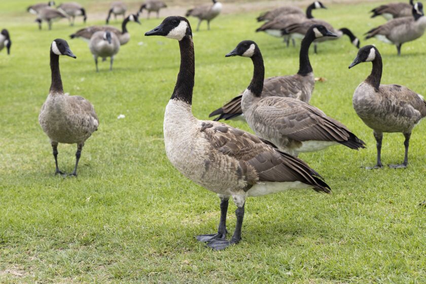A flock of Canadian geese forage for food in grass in Lake Elsinore, Monday, August 23, 2021.