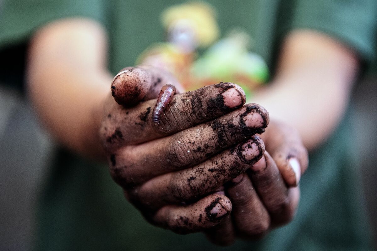 A boy's dirt-covered hands hold a fat European nightcrawler worm.