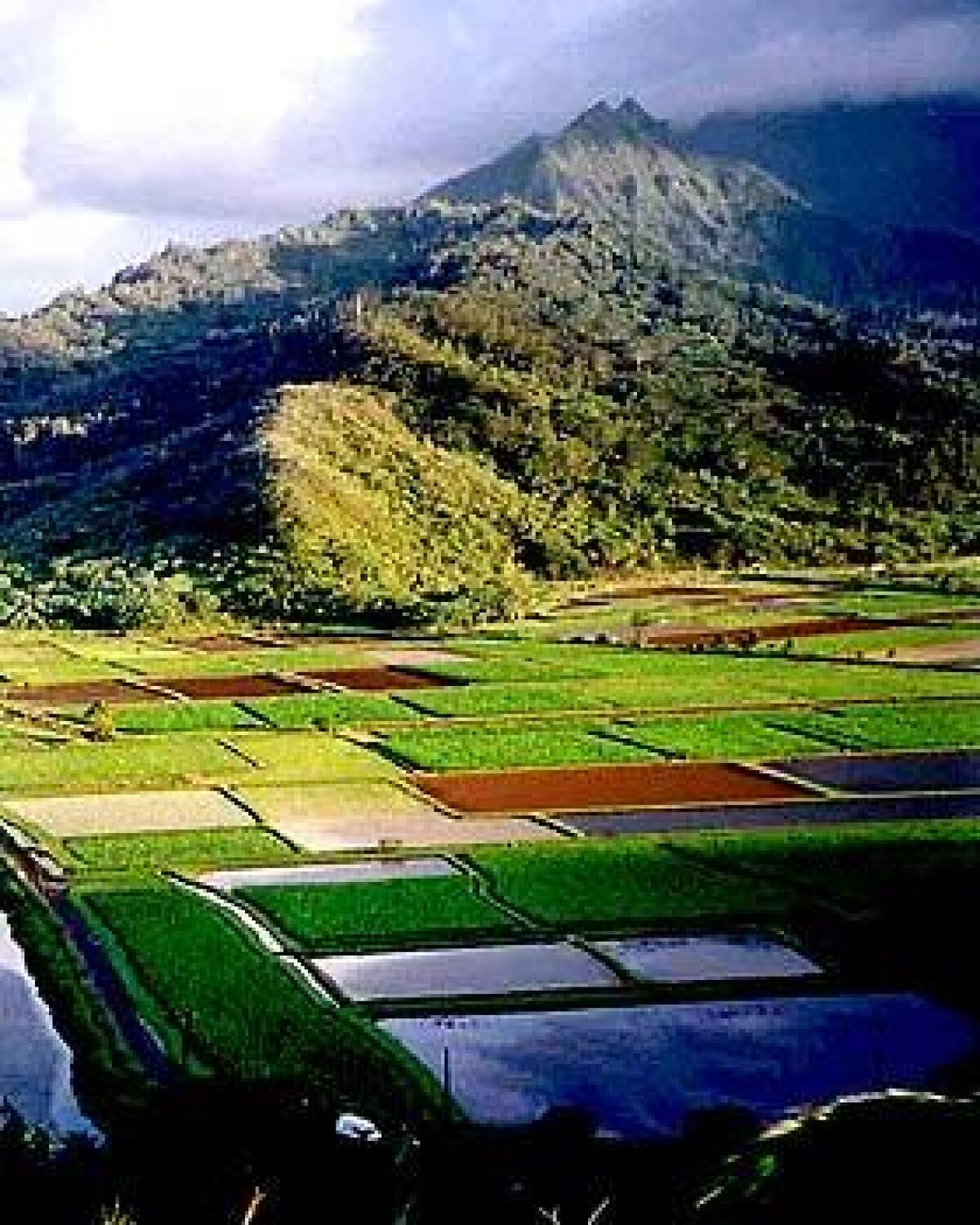 Taro, the source of poi, grows in Kauai's Hanalei Valley, said to be the birthplace of the rainbow.