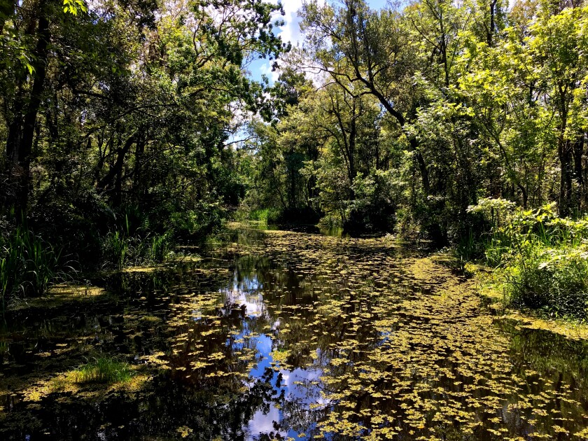 A hidden waterway deep in the Mobile River Delta.