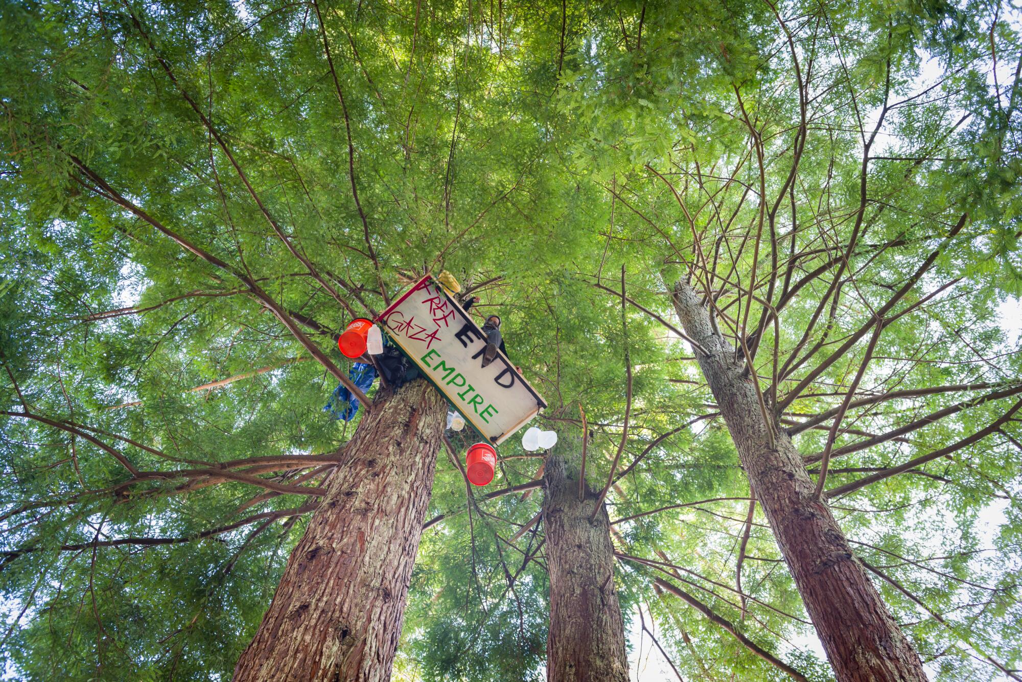 A student in a tree holds a sign reading "Free Gaza End Empire."