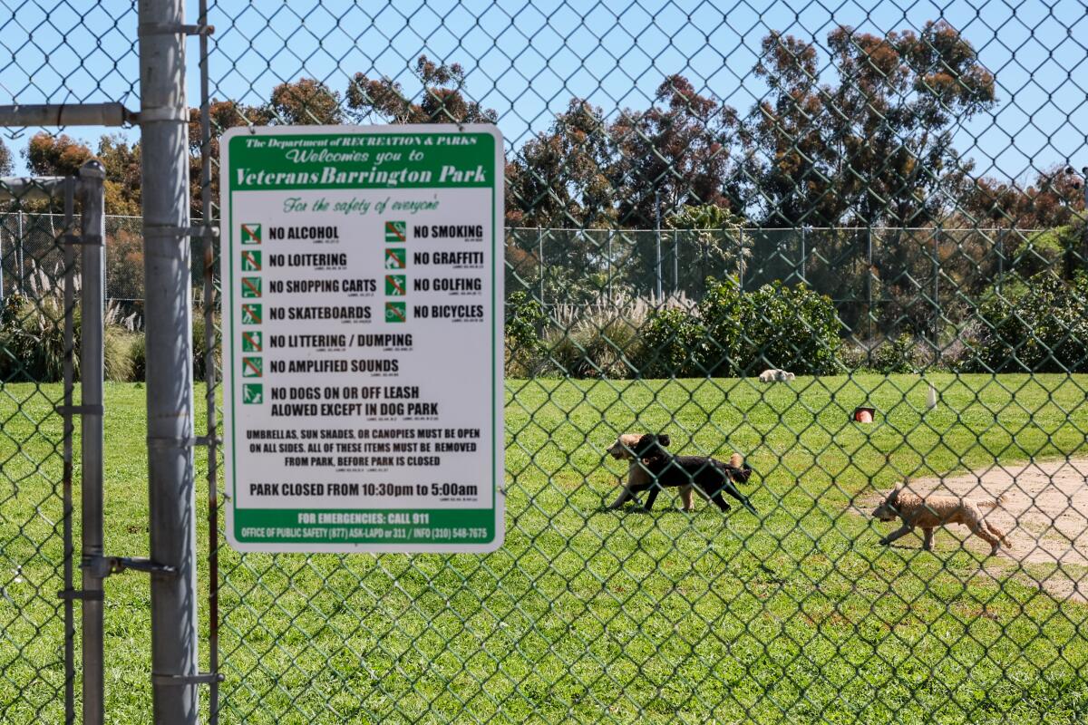 Dogs run around a grassy area behind a chain-link fence.