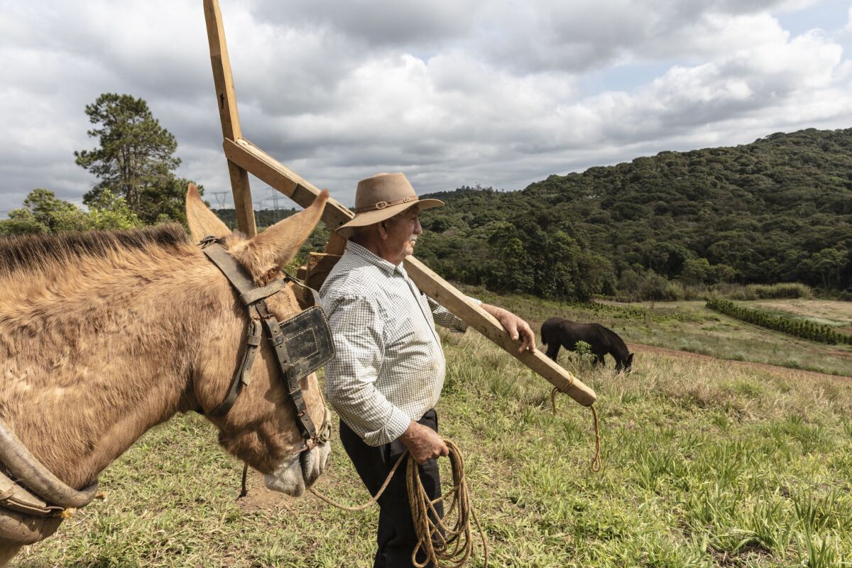 Joaquim dos Santos, 69, with a primitive spring-tooth harrow and his donkey Moleque.