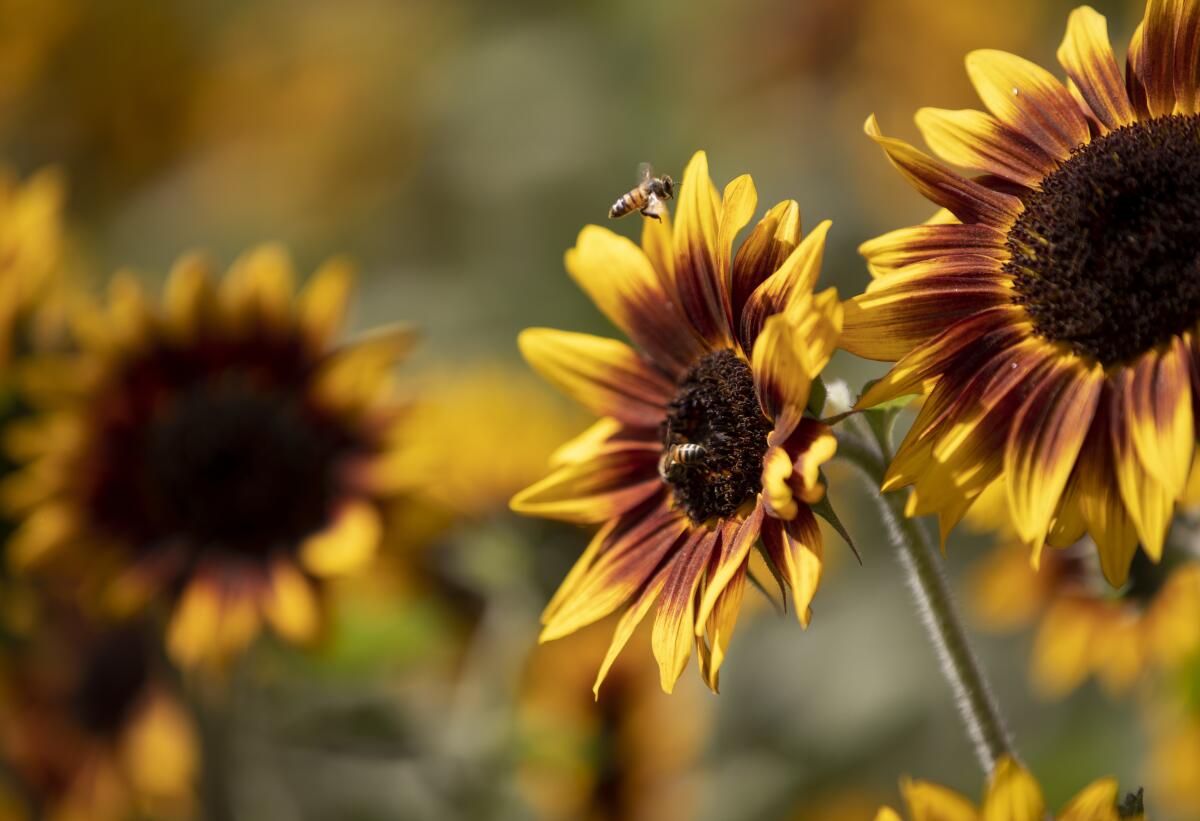 A close-up photo of bees pollinating sunflowers.