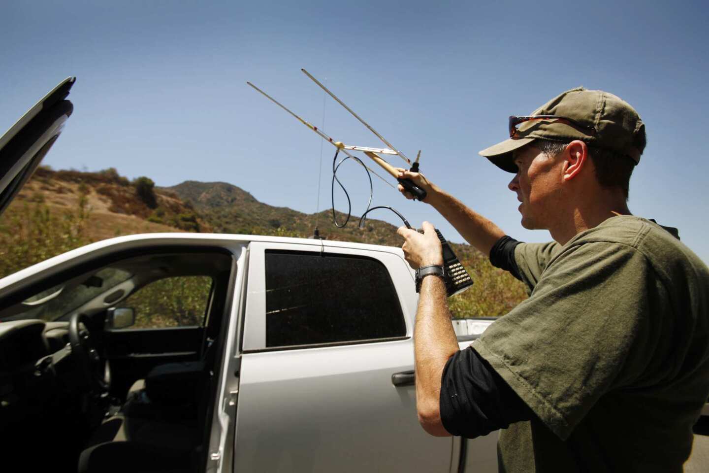 Jeff Sikich, wildlife biologist with the National Park Service, uses a radio receiver near Griffith Park to monitor possible activity by mountain lion P-22. Sikich is using radio telemetry to monitor P-22 and hopes to recapture the lion to attach a new GPS.