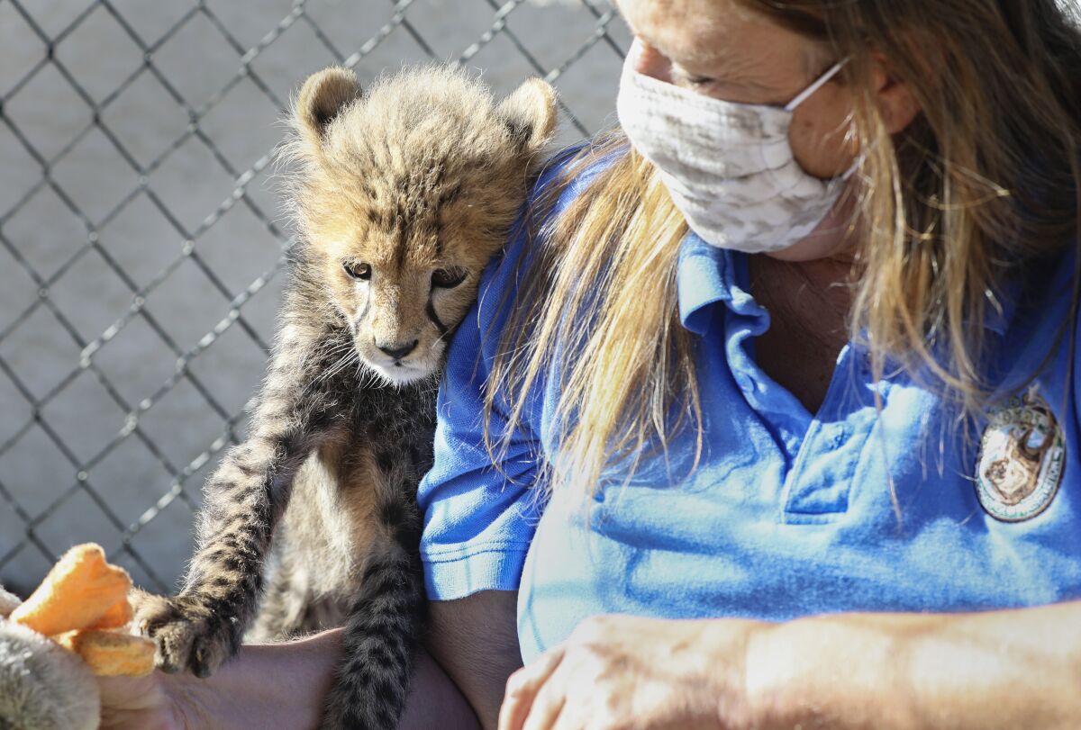 Jackie Navarro works with Tavi, an abandoned 10-week-old cheetah cub at Wild Wonders.