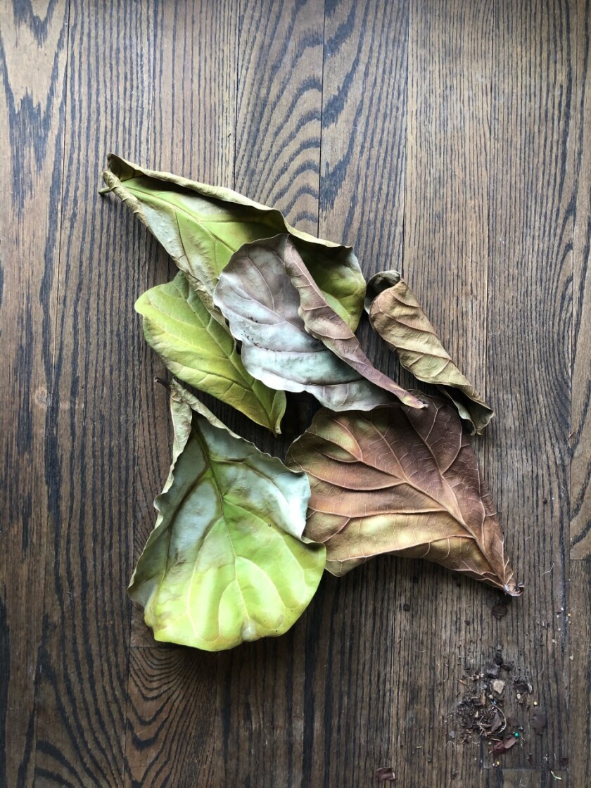 Fiddle-leaf fig leaves, shriveled and brown.