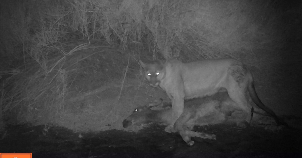 Mountain lions are eating California wild donkeys. Why scientists say