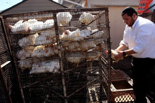 A worker with Bait Aaron transfers a chicken to a cage where the animals were being used in the Orthodox Jewish tradition of kaparot in an alley in Los Angeles.