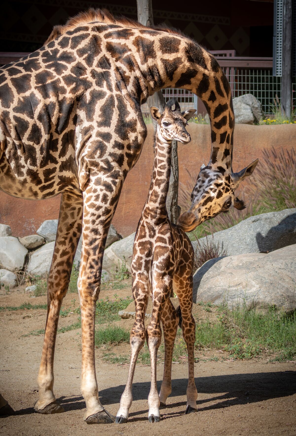 A mother giraffe licks her baby