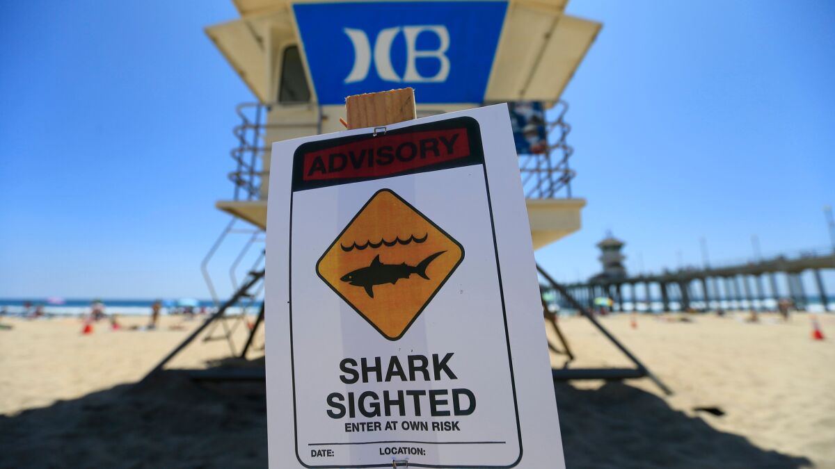 Huntington Beach lifeguards posted a shark sighting sign behind Tower 1 to warn beach-goers after a surfer spotted a 6-foot great white shark in August 2015.