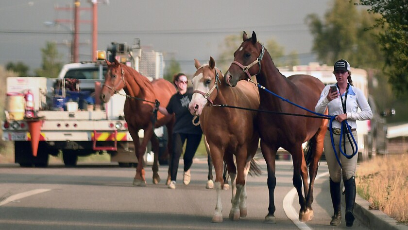 Horses are evacuated along Sand Canyon Road as the Sand fire approaches Santa Clarita.