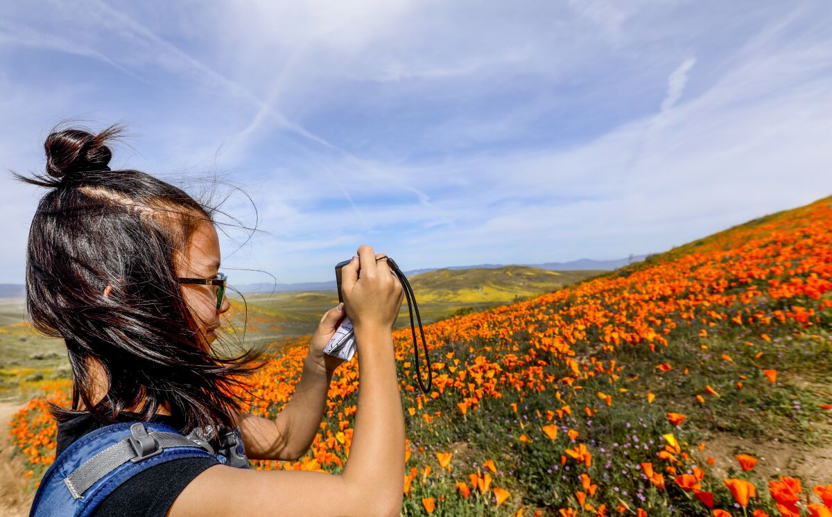 Arata Sakamoto, 10, of Los Angeles, takes photographs in the Antelope Valley California Poppy Reserve March 26, 2019. 
