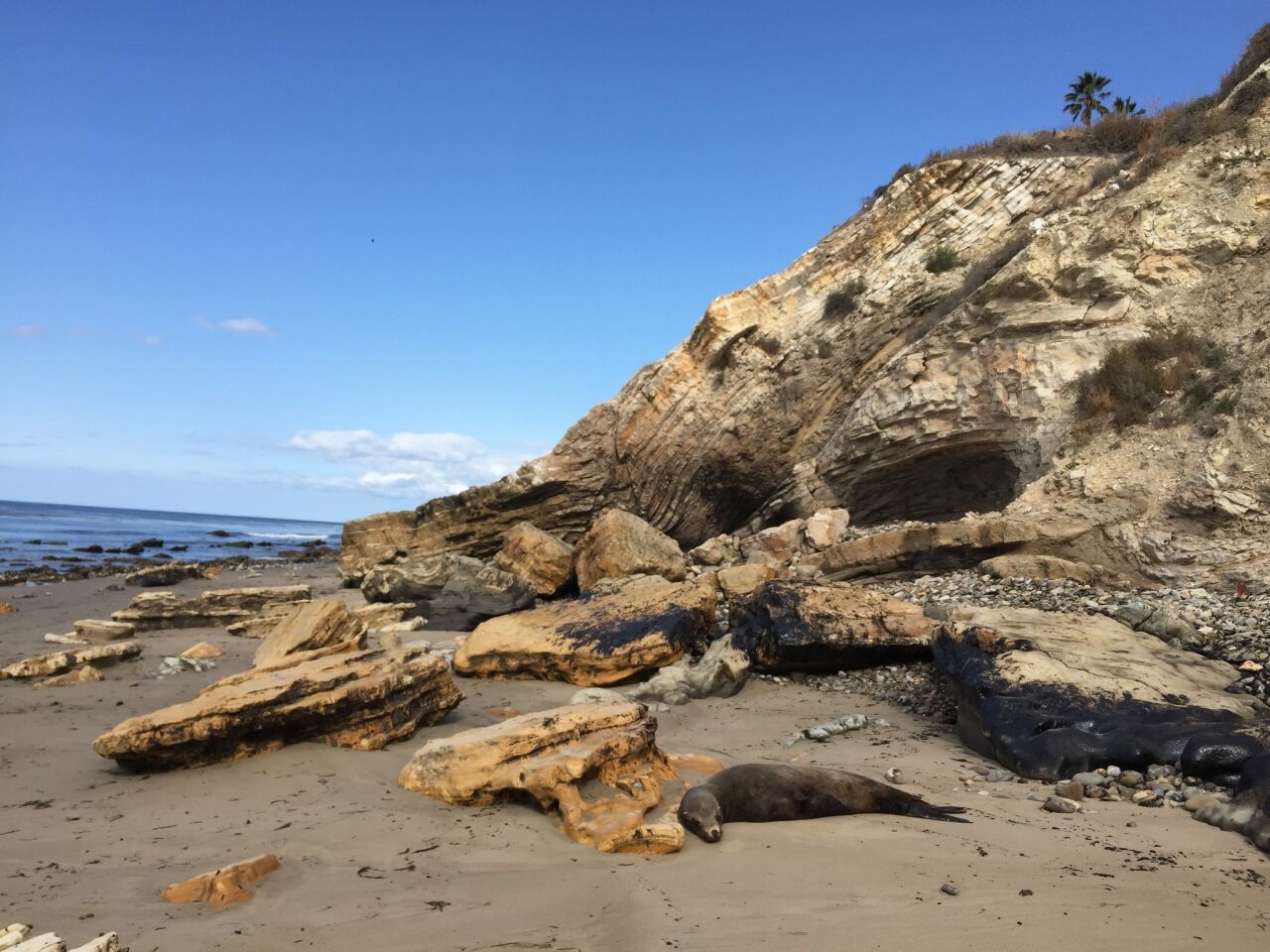 A sea lion covered in oil lies on the beach near Refugio State Beach, about 100 feet from where the oil spill flowed into the ocean off the Santa Barbara County coast.